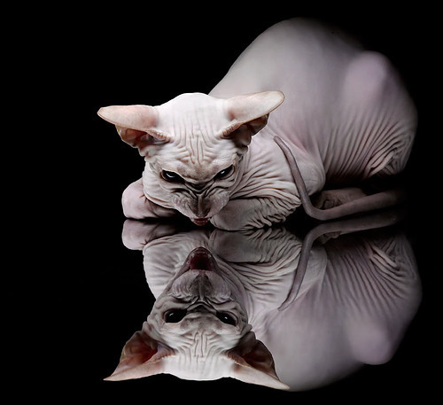 银绿猛兽逆袭，新星照亮银石，当阿斯顿马丁在绝境中力克威廉姆斯