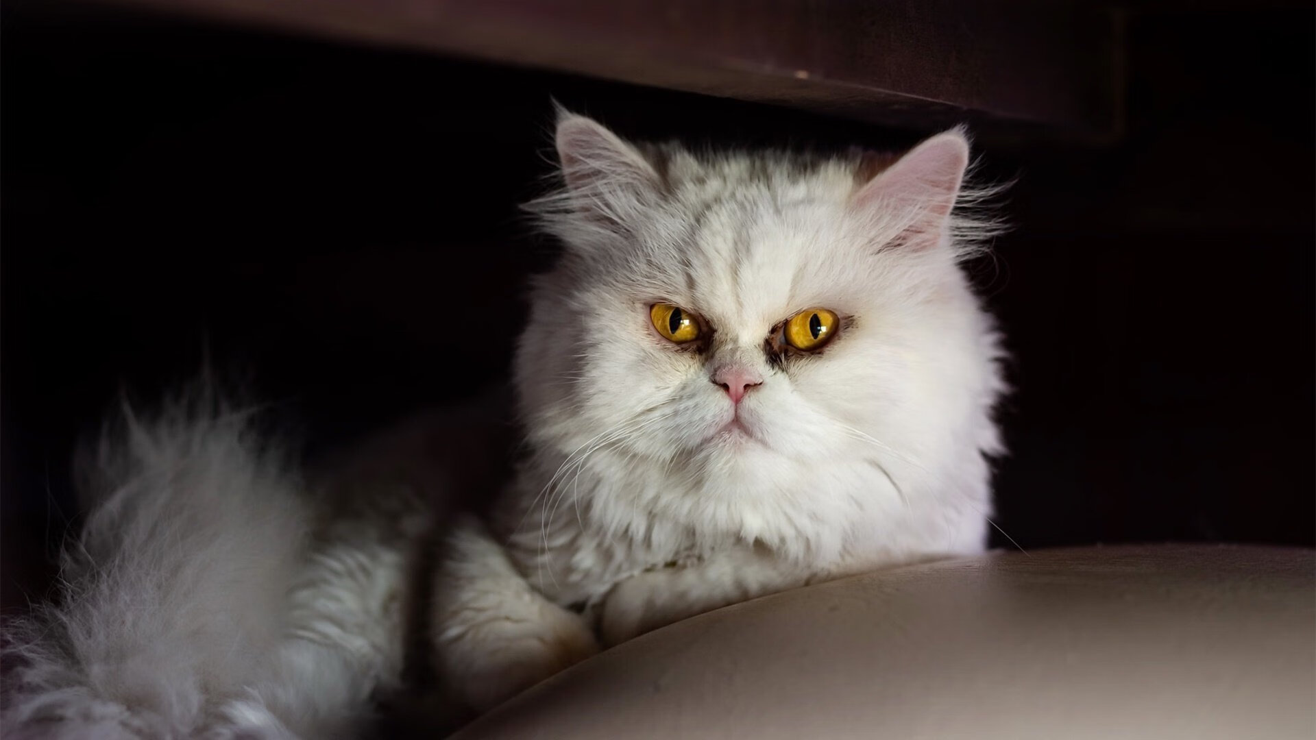 命运三分线,梁靖崑最后一秒撕裂德国队防线