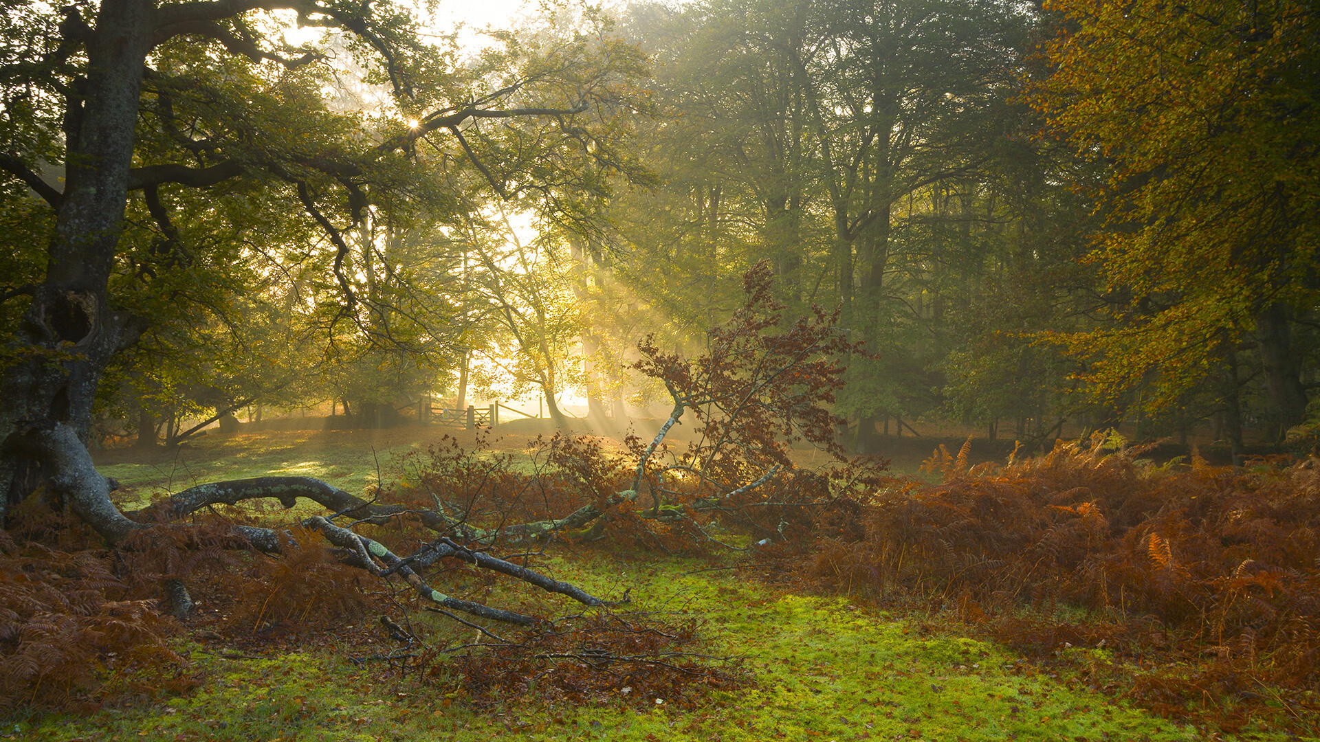 幻影的爪痕,当红牛引擎的轰鸣里,传来法拉利叹息的回声