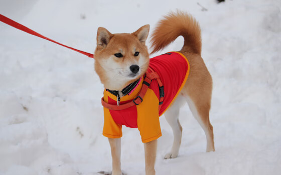 绿茵棋局,坎特一子,英格兰逆转乾坤