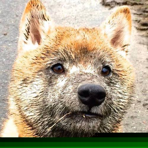 爆裂无声,一个F1车手如何在终极压力下炼成自己的王朝