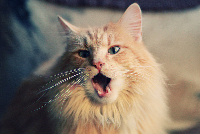 压制级表现!杜兰特领衔太阳得分狂潮,开拓者无力回天