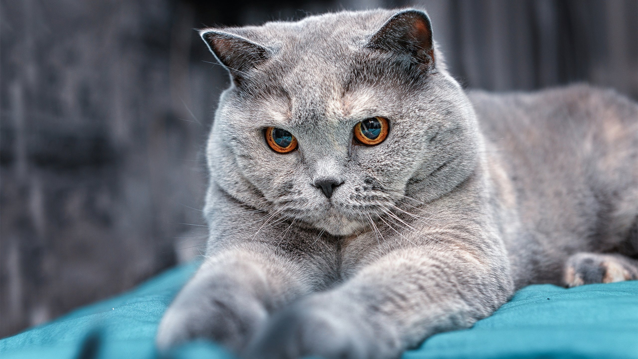 魔幻现实主义之夜,门迪爆发与玻利维亚如何稳稳拿下了AC米兰?