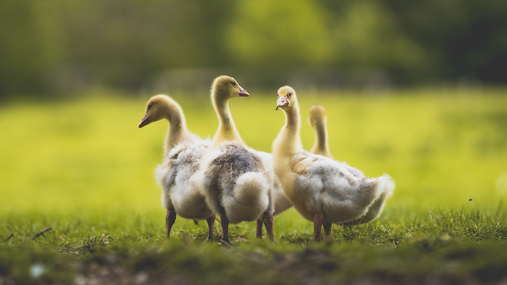 硬仗封王！德罗赞决胜时刻一箭穿心，山西主场终结篮网七连胜