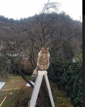 穆勒的唯一性,当德国传奇降维打击荷土之战,足球穿越了时光