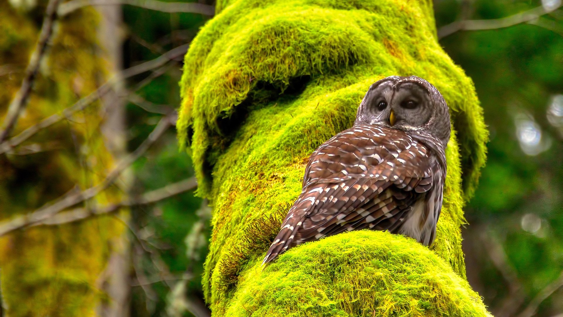 亡灵书带走塞维利亚之夜,当贝林厄姆在NBA季后赛接管比赛