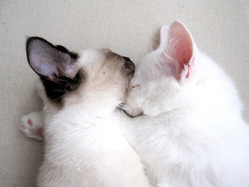 奥运神杖在手,福克斯于关键战之夜操控赛场命运