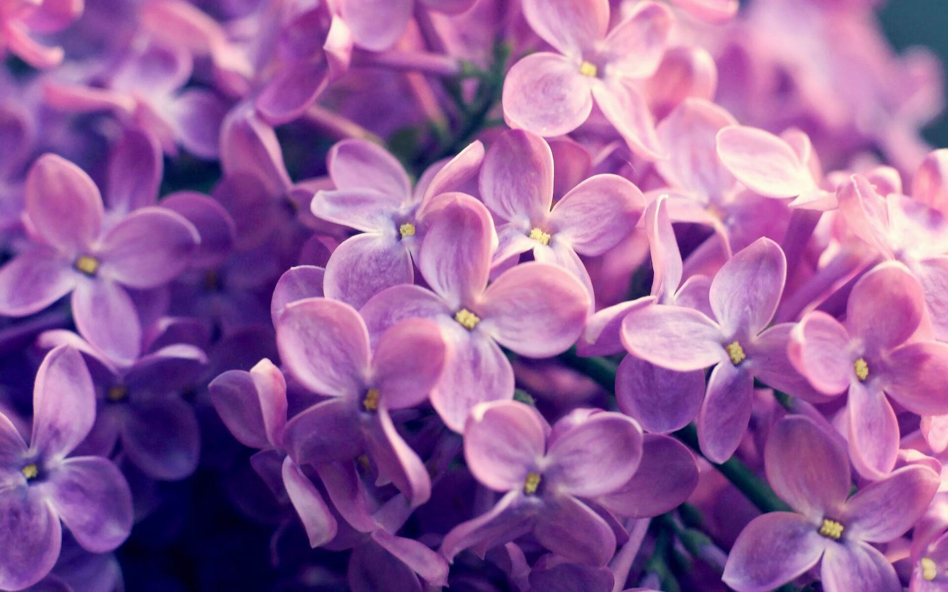 奥运神杖在手,福克斯于关键战之夜操控赛场命运