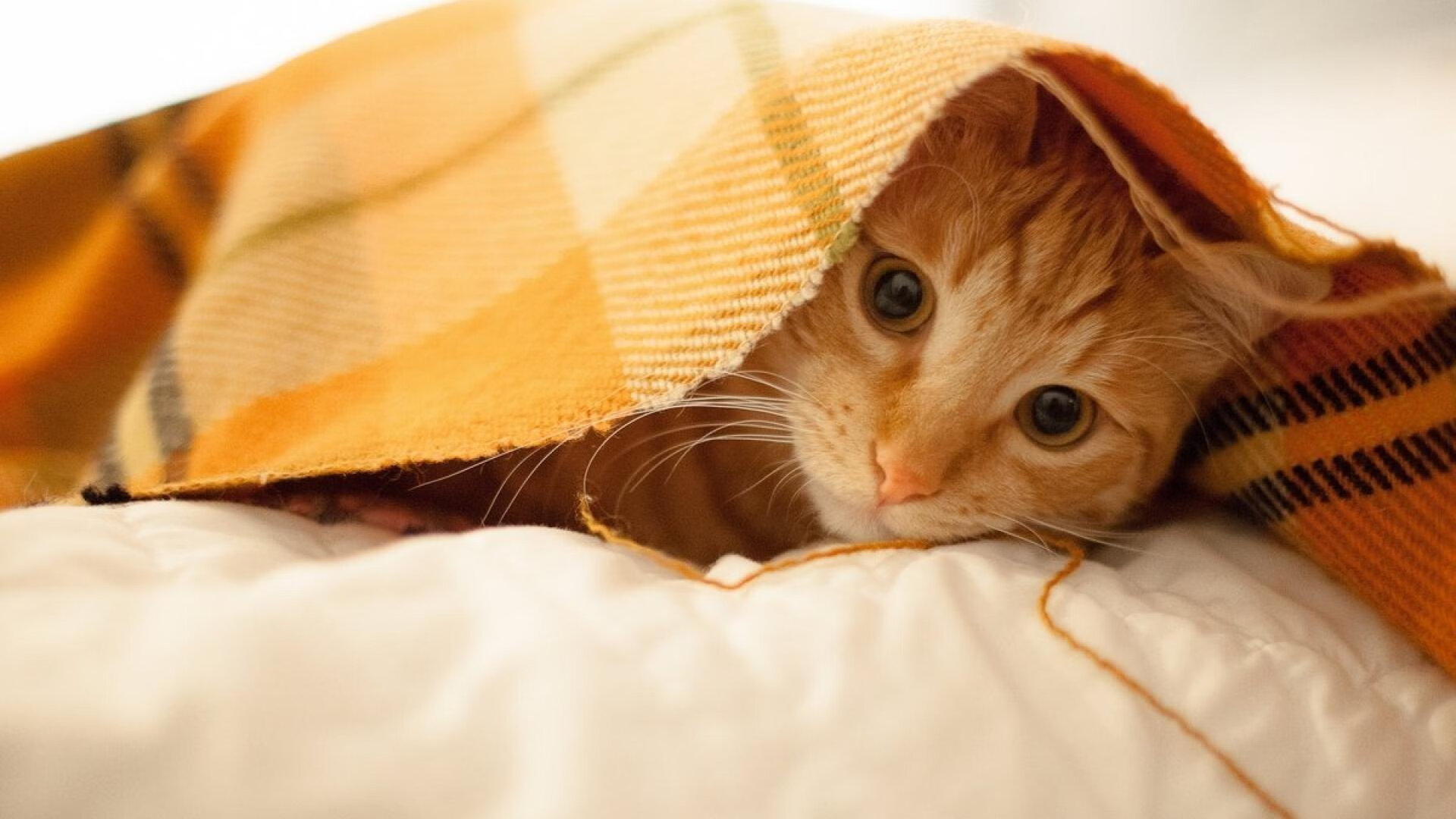 东西赛场双星闪耀，萨卡英雄时刻与乌克兰的坚韧胜利