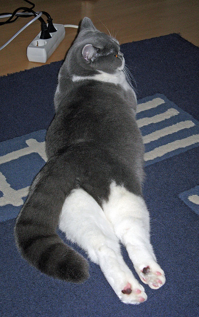 东西赛场双星闪耀，萨卡英雄时刻与乌克兰的坚韧胜利